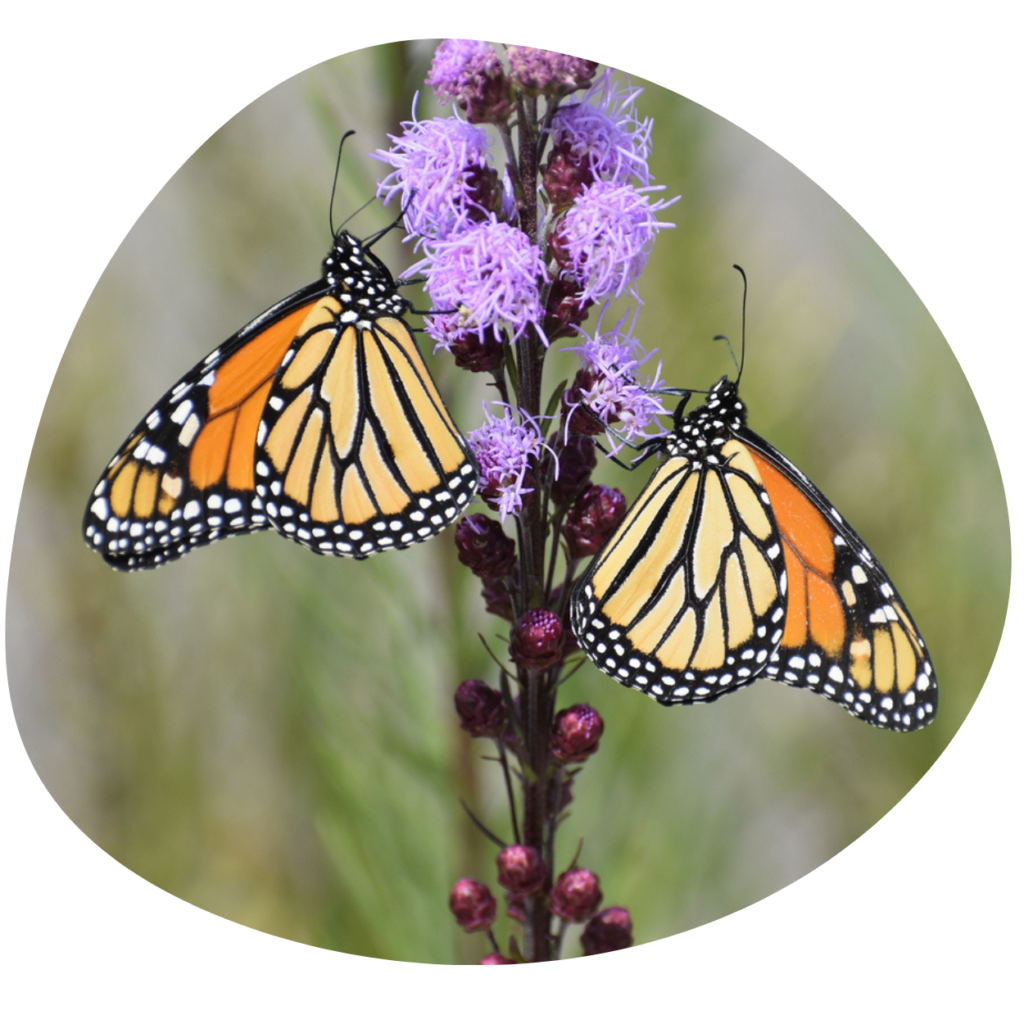 This shows two orange and yellow butterflies on a purple flower - Counselling Services in Bournemouth - Laura Williams