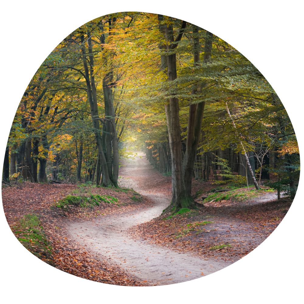 This image shows woodland in autumn with leaves on the ground and a path running between the trees. - What to expect from counselling