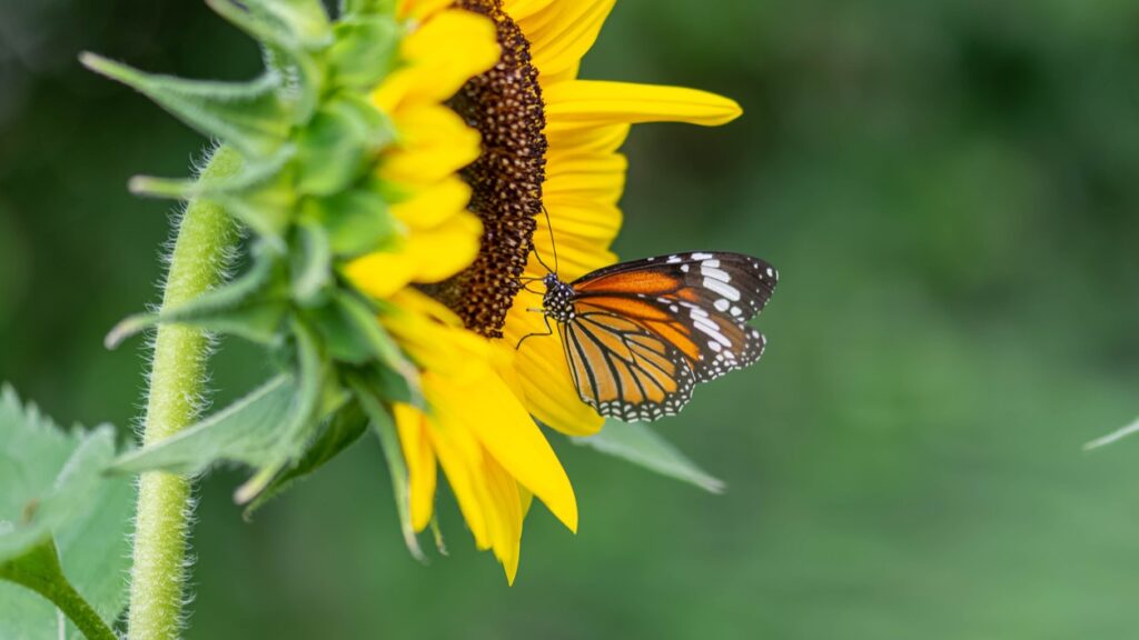 This image shows an orange and black butterfly on a large sunflower - neurodivergent affirming therapy